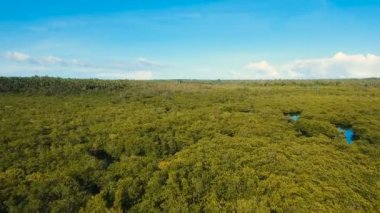 Mangrov ormanları Asya. Filipinler Siargao Adası.
