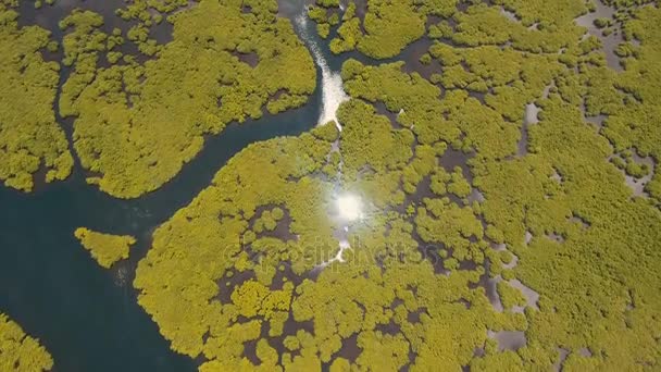 Floresta de mangue na Ásia. Filipinas Siargao ilha . — Vídeo de Stock