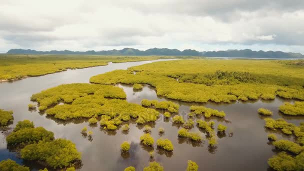 Mangrovebos in Azië. Filippijnen Siargao eiland. — Stockvideo