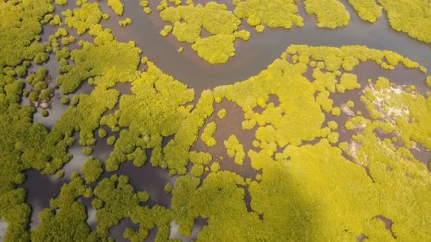Bosque de manglares en Asia. Filipinas Isla de Siargao . — Vídeos de Stock