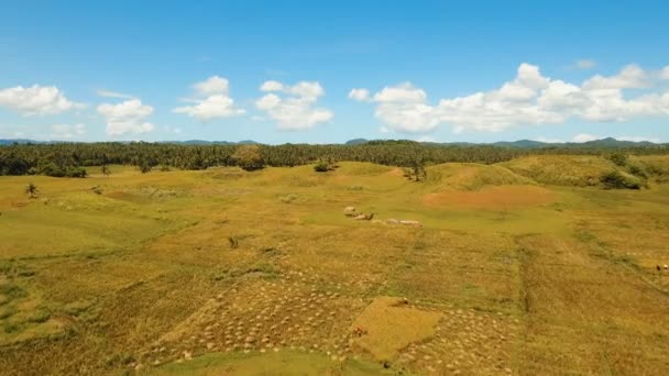 Flygfoto över ett risfält. Filippinerna, Siargao. — Stockvideo