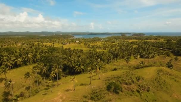 Aerial view of a rice field. Philippines, Siargao. — Stock Video