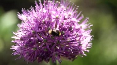 Çiçek arıya yakın çekim.