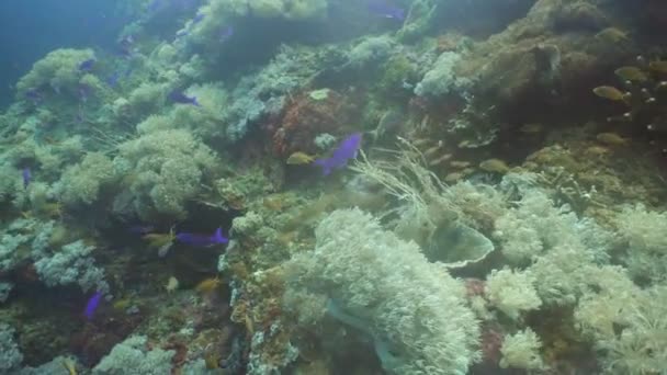 Arrecife de coral y peces tropicales. Filipinas — Vídeo de stock