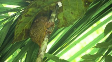 Komik Filipinli tarsier Tarsius syrichta. Bohol Filipinleri