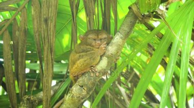Komik Filipinli tarsier Tarsius syrichta. Bohol Filipinleri