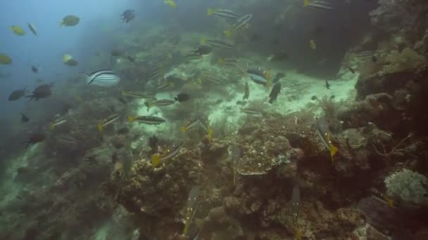 Arrecife de coral y peces tropicales. Filipinas — Vídeos de Stock