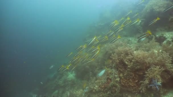 Korallenriffe und tropische Fische. Philippinen — Stockvideo