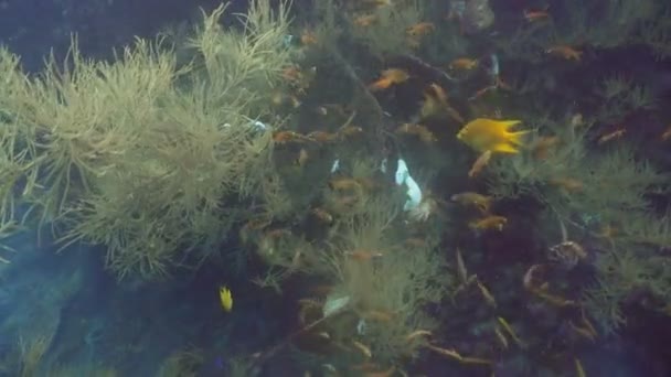 Arrecife de coral y peces tropicales. Filipinas — Vídeos de Stock