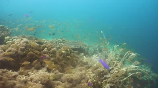 Arrecife de coral y peces tropicales. Filipinas — Vídeos de Stock