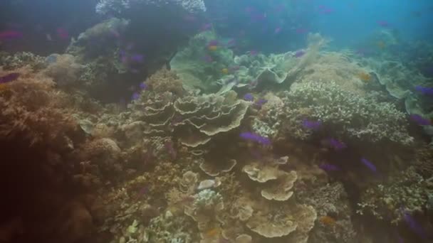 Arrecife de coral y peces tropicales. Filipinas — Vídeos de Stock