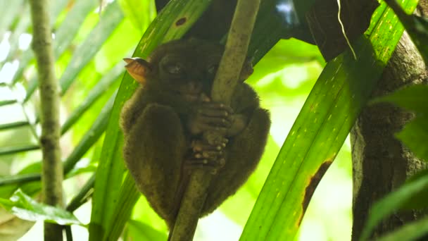 Vtipný filipínský tarsier Tarsius syrichta. Bohol Filipíny — Stock video