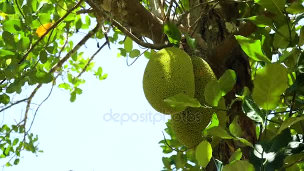 Jackfruit op de boom. — Stockvideo