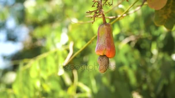 Moer boom groeien cashewnoten. Busuanga, Palawan, Filipijnen. — Stockvideo