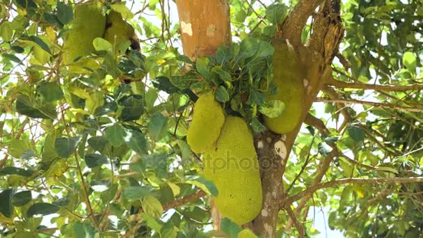 Jackfruit na drzewie. — Wideo stockowe