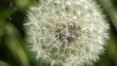 karahindiba tohum kafa.