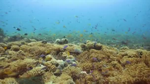 Korálových útesů a tropických ryb. Filipíny — Stock video