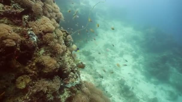 Arrecife de coral y peces tropicales. Filipinas — Vídeo de stock