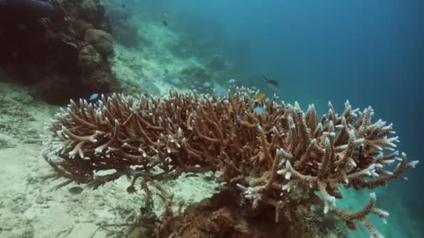 Arrecife de coral y peces tropicales. Filipinas — Vídeo de stock