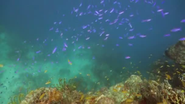 Mercan ve tropikal balık. Filipinler — Stok video