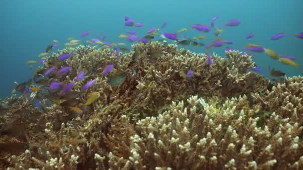 Arrecife de coral y peces tropicales. Filipinas — Vídeos de Stock