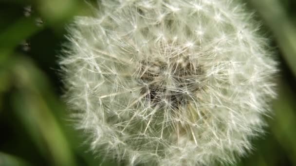 Cabeza de semilla de diente de león . — Vídeos de Stock