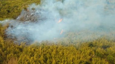 Hava manzaralı orman yangını. Busuanga, Palawan, Filipinler.