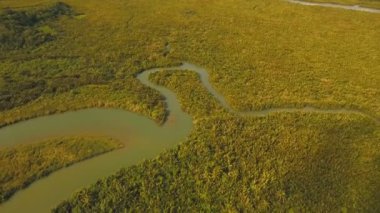 Mangrov ormanları Asya. Filipinler Catanduanes Adası.