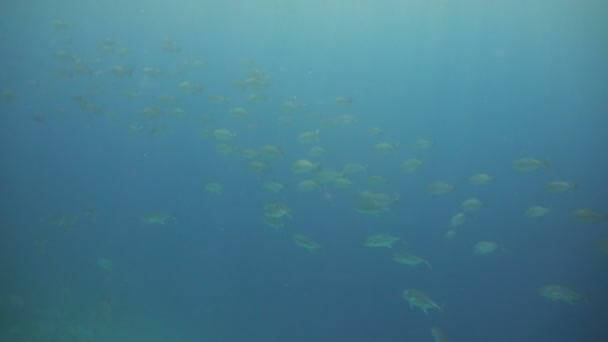 Balık sürüsü tropikal balık. Filipinler — Stok video