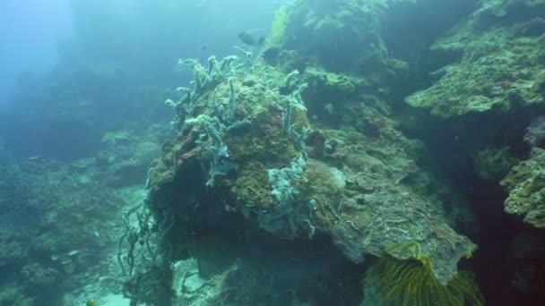 Arrecife de coral y peces tropicales. Filipinas — Vídeo de stock