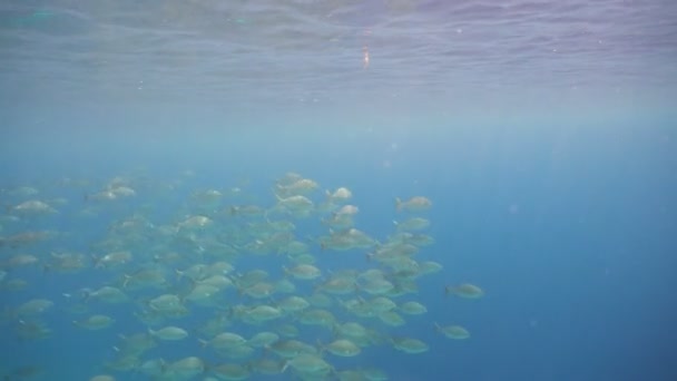 Coral reef and tropical fish.Philippines — Stock Video