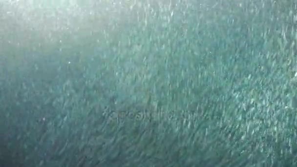 Sardinen auf blauem Wasser. — Stockvideo