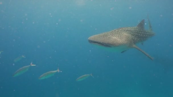 Tiburón ballena en el océano . — Vídeo de stock