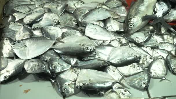 아시아 시장에서 잡은 물고기. — 비디오