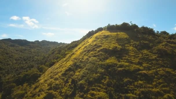 열 대 숲과 산입니다. 필리핀 보 홀 섬. — 비디오