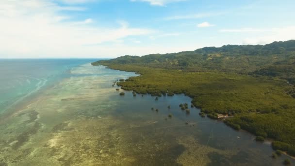 Mangrov ormanları Asya. Filipinler Bohol Adası. — Stok video