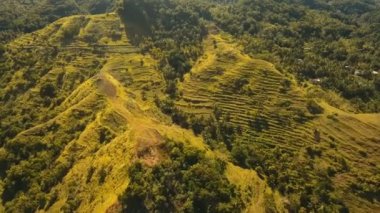 Tropikal orman ile Dağları. Filipinler Bohol Adası.