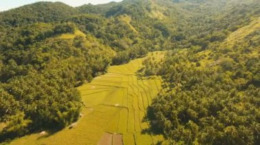 Bir pirinç alan hava görünümünü. Filipinler, Bohol.