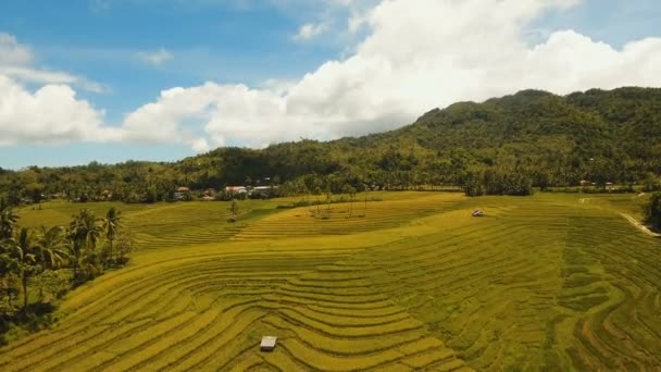 Letecký pohled na rýžové pole. Filipíny, Bohol. — Stock video