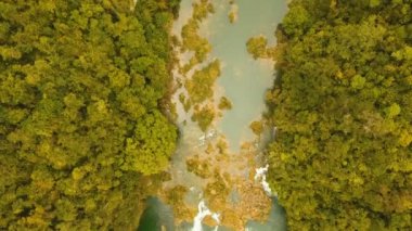 Yağmur ormanlarında Filipinler, Bohol Loboc Nehri.