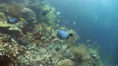 Mercan ve tropikal balık. Filipinler