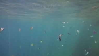 Mercan ve tropikal balık. Filipinler