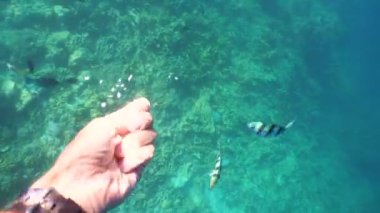 Mercan ve tropikal balık. Filipinler