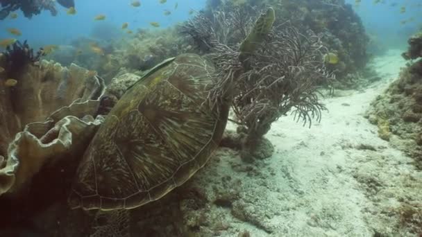Sea turtle under water. — Stock Video