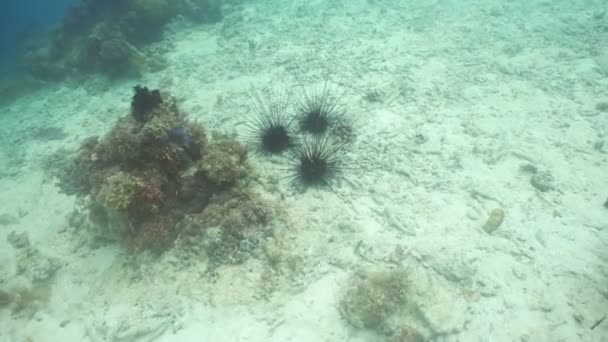 Black sea urchin. — Stock video