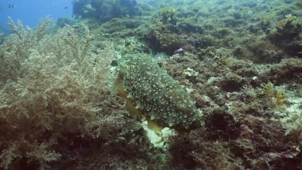 Cuttlefish sub apă . — Videoclip de stoc