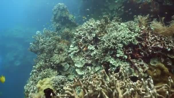 Arrecife de coral y peces tropicales. Filipinas — Vídeo de stock