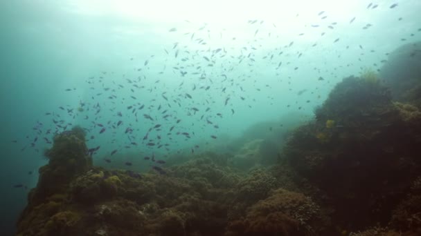 Arrecife de coral y peces tropicales. Filipinas — Vídeo de stock