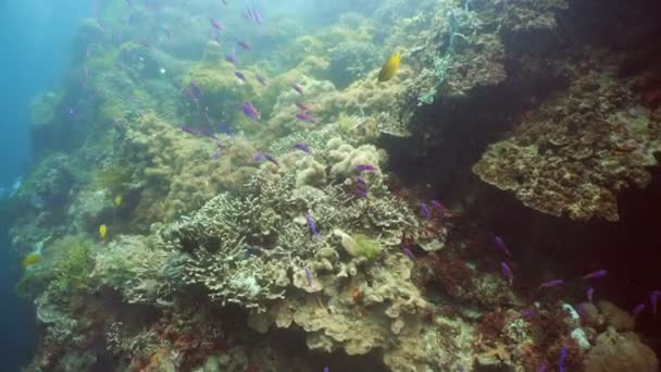 산호초와 열 대 물고기입니다. 필리핀 — 비디오