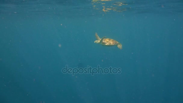 Tortue de mer sous l'eau . — Video